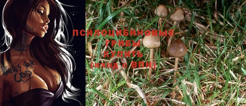 купить наркотики цена  Бирюсинск  Галлюциногенные грибы Cubensis 